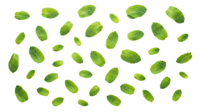 A scattered pattern of fresh green mint leaves on a white background, creating a vibrant and natural aesthetic.