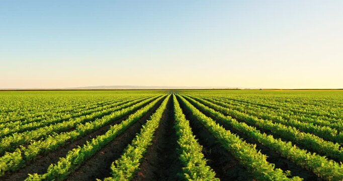 Lush green carrot plantation with long straight rows extending to the horizon at sunset