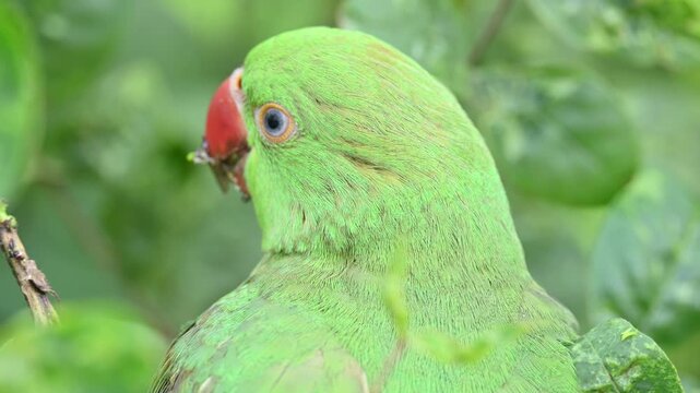 Rose-ringed parakeet bird. Its common name is Psittacula krameri,&nbsp;ring-necked parakeet and&nbsp;Indian Ringneck. It is a medium-sized&nbsp;parrot&nbsp;in the&nbsp;genus&nbsp;Psittacula, of the&nbsp;family&nbsp;Psittaculidae. wild bird.