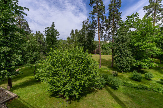 People enjoy time in a park filled with green trees and grass. The area has a few tall trees and a clear sky with some clouds. It is daytime and looks pleasant