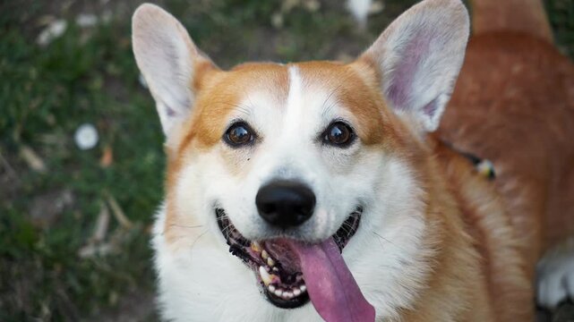 Detailed close up portrait of a Pembroke Welsh Corgi with expressive eyes and happy expression. Friendly companion dog outdoors