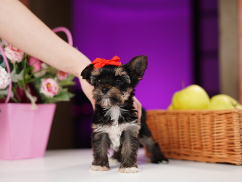 Yorkshire Terrier Puppy Sitting on a white table near a bouquet of flowers. Cute domestic pets
