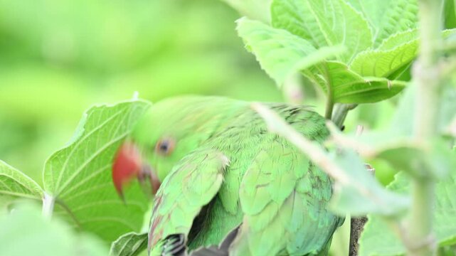 Rose-ringed parakeet bird. Its common name is Psittacula krameri,&nbsp;ring-necked parakeet and&nbsp;Indian Ringneck. It is a medium-sized&nbsp;parrot&nbsp;in the&nbsp;genus&nbsp;Psittacula, of the&nbsp;family&nbsp;Psittaculidae. wild bird.