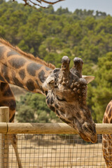 Detailed profile portrait of giraffe with blurred forest background © Anna Baranova