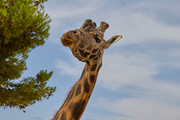 Detailed profile portrait of giraffe with blurred forest background © Anna Baranova