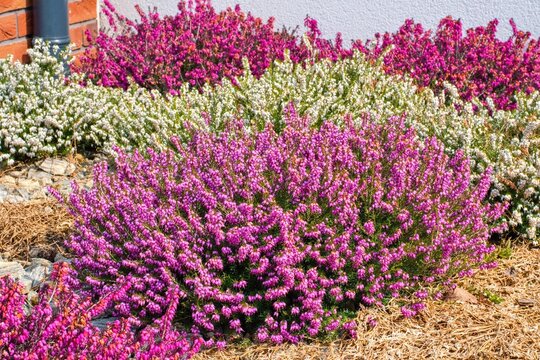 Erica flowers (heath) in multicolored variety