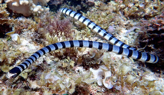 Philippine's sea life