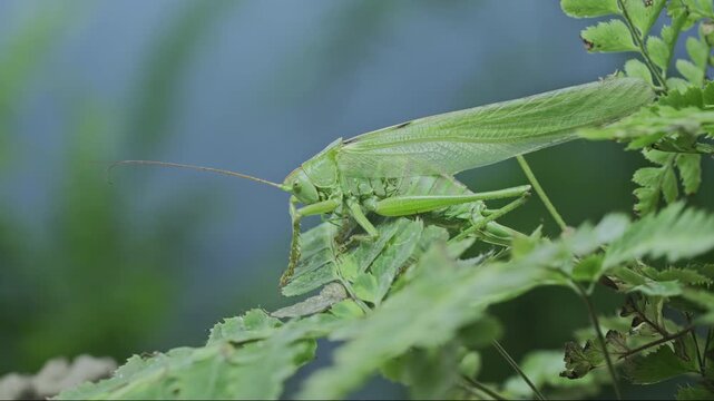 Close up of vibrant long-winged female great green bush-cricket perched on delicate fern fronds in soft, blurred blue background. Big vibrant green grasshopper sit on leaf of Pteridophytes