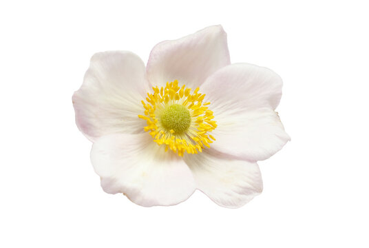 isolated beautiful white anemone flower
