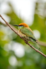 Obraz premium Green Bee-Eater, Little Green bee-eater, Merops Orientalis