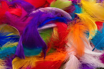 Colorful feather background. © Nikolay