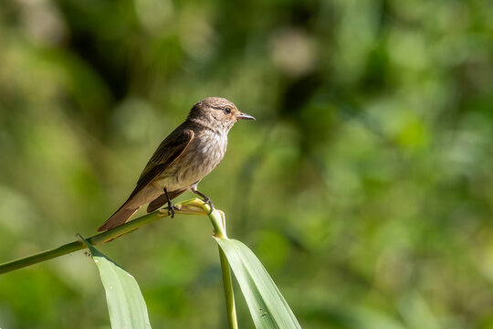Common chiffchaff (Phylloscopus collybita) perched on a reed in a wetland habitat.