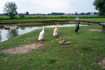 Ducks and geese walking beside calm farm pond in rural countryside © Alexander