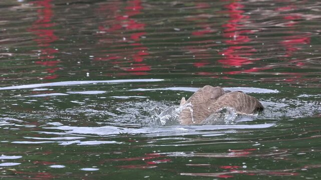 Canada Goose (Branta canadensis) washing in a lake in slow motion, showing the water droplets running off its back. July, Kent, UK [Slow motion x10]
