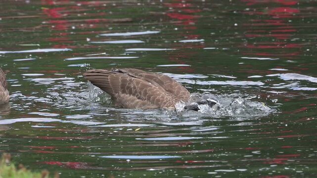 Canada Goose (Branta canadensis) washing in a lake in slow motion, showing the water droplets running off its back. July, Kent, UK [Slow motion x10]