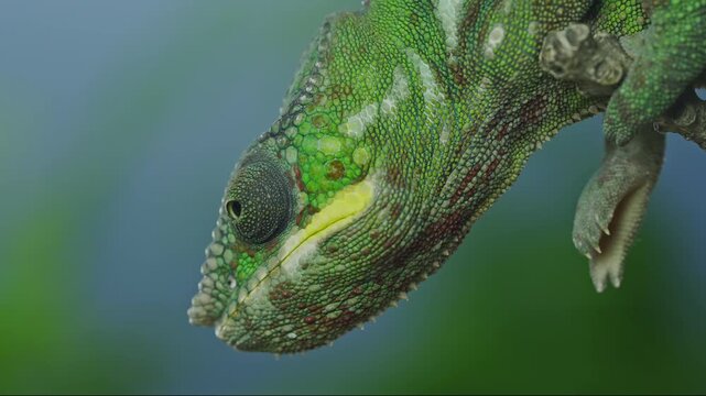 Video focusing on the detailed face and eye of bright panther chameleon sit on textured tree and looking around against soft-focus bright blue backdrop. Close-up portrait of vibrant chameleon.
