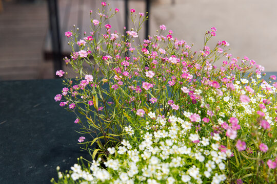 Gypsophila muralis arranged on a table in a cafe during daylight with people in the background