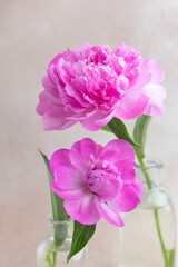 Fototapeta premium Bright pink peonies arranged in glass vases on a light background during daytime