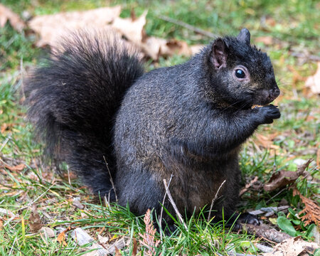 Black squirrel foraging on the ground in a forest during autumn