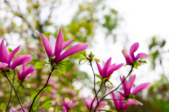 Bright magnolia flowers bloom in a garden during spring under clear sky
