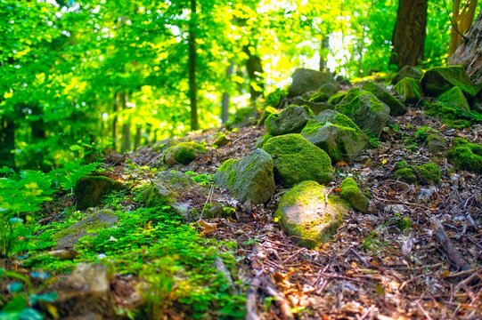 A wide view displays bryophyte-covered boulders scattered across a forest hillside under a dense green tree canopy.