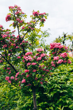 Blossoming Crataegus tree displays pink flowers in a green garden during a cloudy day