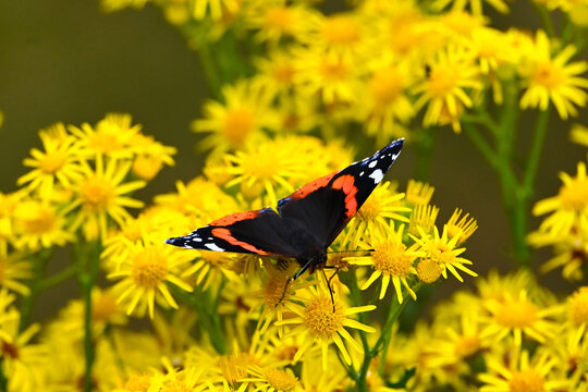 Red Admiral Butterfly Resting on Blooming Yellow Flowers in Summer Meadow