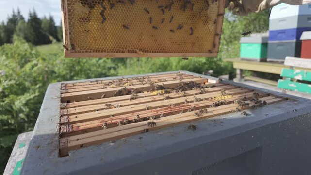 Gloved hands prise open a beehive with a metal hive tool