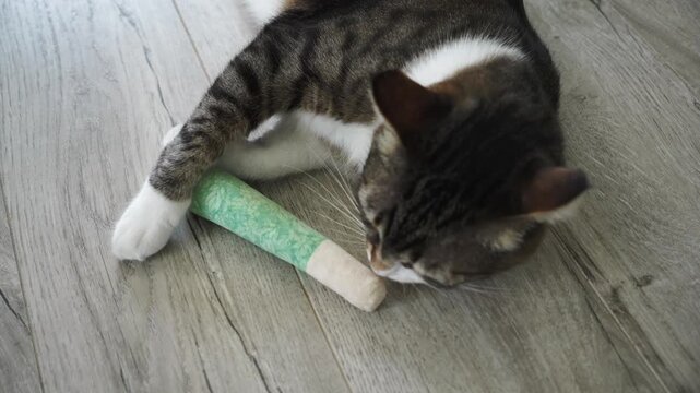 Playtime with enrichment toys encourages healthy behavior and mental stimulation for indoor cats. A tabby cat rubs against and plays with a catnip stick toy on the floor