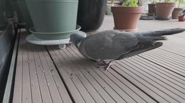 Wood pigeon feeding on grain scattered on a garden deck