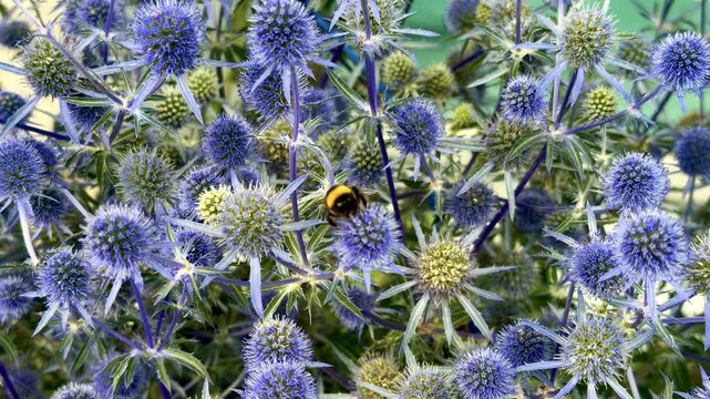 Bumblebees and honey bees on Blue Sea Holly Flowers in Summer