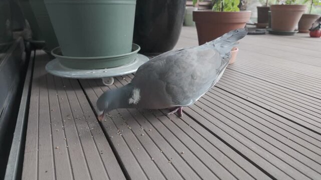 Slow motion wood pigeon pecking grain on garden decking