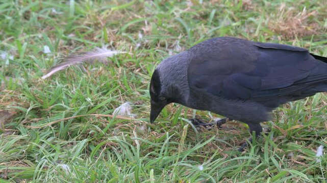 Jackdaw (Corvus monedula) using its beak to search through grass for food. July, Kent, UK [Half speed]