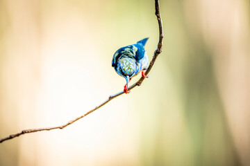 Blue tit perched on a thin bare branch leaning down, close-up wildlife portrait with soft bokeh and natural light © PIC by Femke