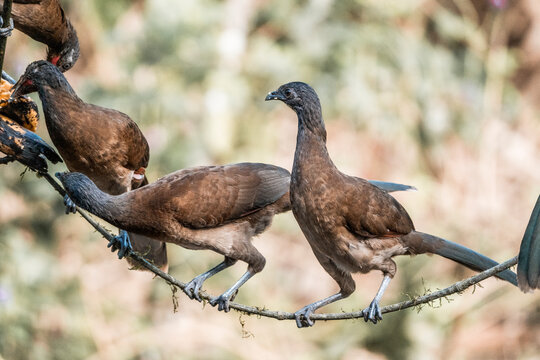 Three brown chachalaca birds perched on a rusty barbed wire fence in sunlit scrub habitat, close-up wildlife portrait