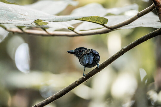 Small black-and-white fantail perched on a thin branch beneath tropical canopy with blurred green forest background