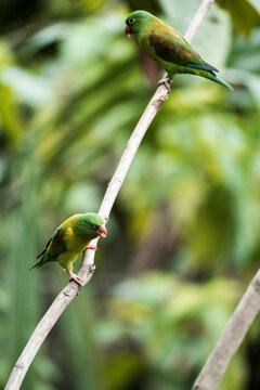 Two green parakeets perched on thin branches in a lush tropical rainforest with soft bokeh background and vibrant foliage