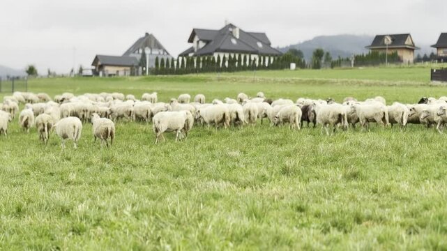 Flock of sheep grazing on a green pasture near modern rural houses on a cloudy day, showing peaceful farm life and countryside living.