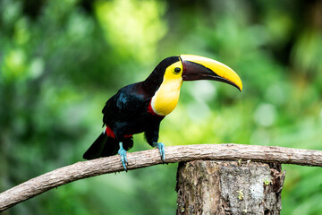 Black toucan with bright yellow throat and large yellow bill perched on a mossy branch in tropical forest © PIC by Femke