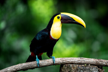 Toucan perched on a mossy branch showing vibrant yellow bill and black plumage against green bokeh rainforest background © PIC by Femke