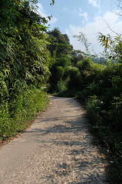 Narrow Rural Road Through Lush Tropical Vegetation with Bamboo and Ferns, West Java Indonesia