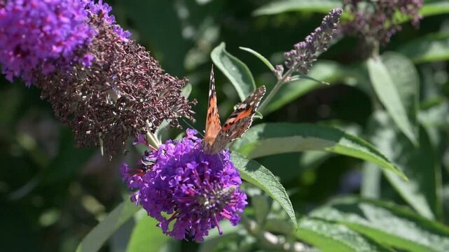 Painted Lady butterfly (Vanessa cardui) feeding on Buddleia flowers in a garden. July, Kent, UK [Slow motion x4] 