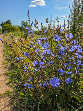 blue chicory wildflowers blooming along a sunny countryside path in summer