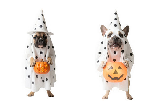 Two french bulldogs dressed in ghost costumes with polka dot patterns holding halloween pumpkin buckets isolated on transparent background