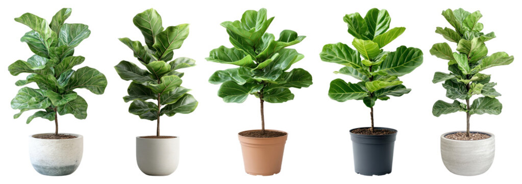 PNG Vibrant potted fiddle leaf figs on transparent background