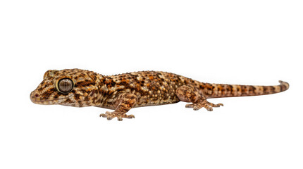 Naklejka premium Common house gecko isolated on transparent background