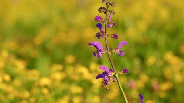 A honey bee collects pollen from a meadow clary flower in a sunlit summer meadow.