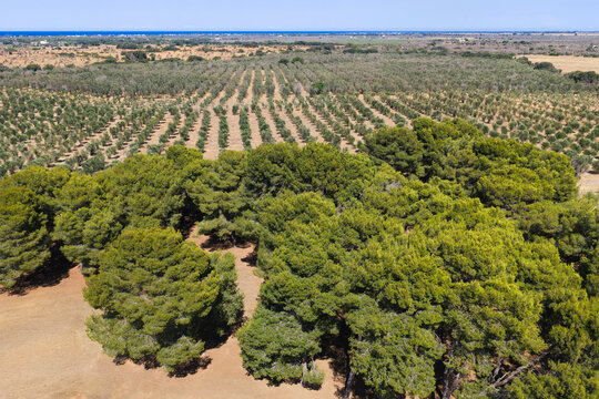 Panorama Salentino con ulivi pini e mare