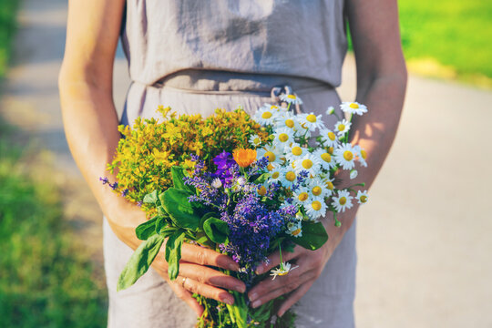 Woman with medicinal herbs. Selective focus.