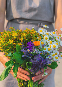 Woman with medicinal herbs. Selective focus.
